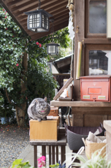「境内ねこ」　160120