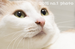 「2015年 １番人気 写真」