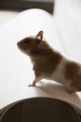 「朝日を浴びる」