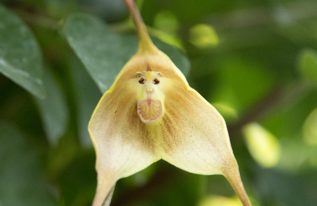 「おさるさん正面」　植物園151221