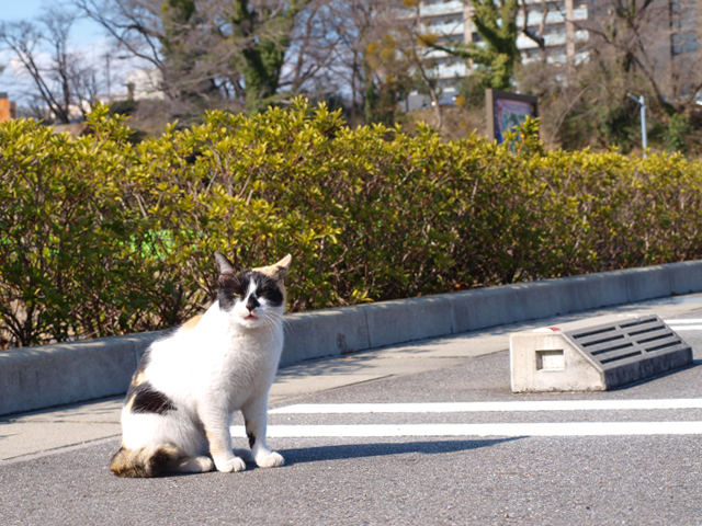 野良にゃんこ