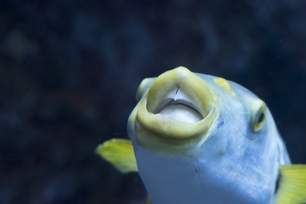 「Wi」　京都水族館