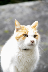 「キリリッ」　鴨川猫