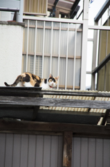 「屋根上の三毛」