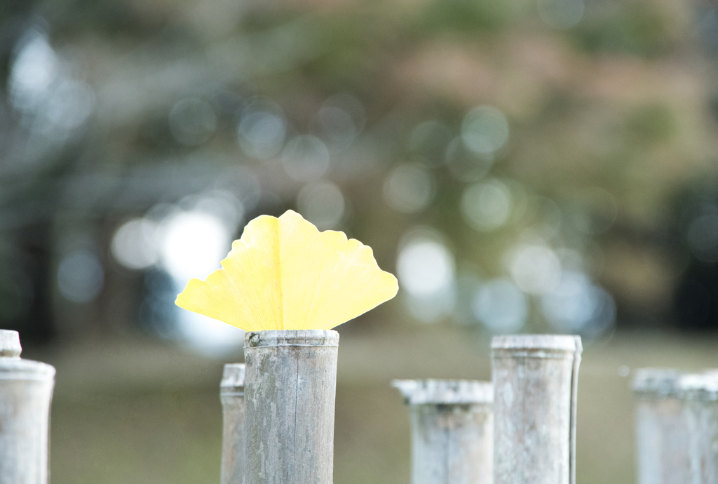 扇　京さんぽ151128