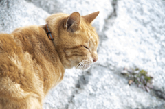「むむ～っ」　鴨川猫