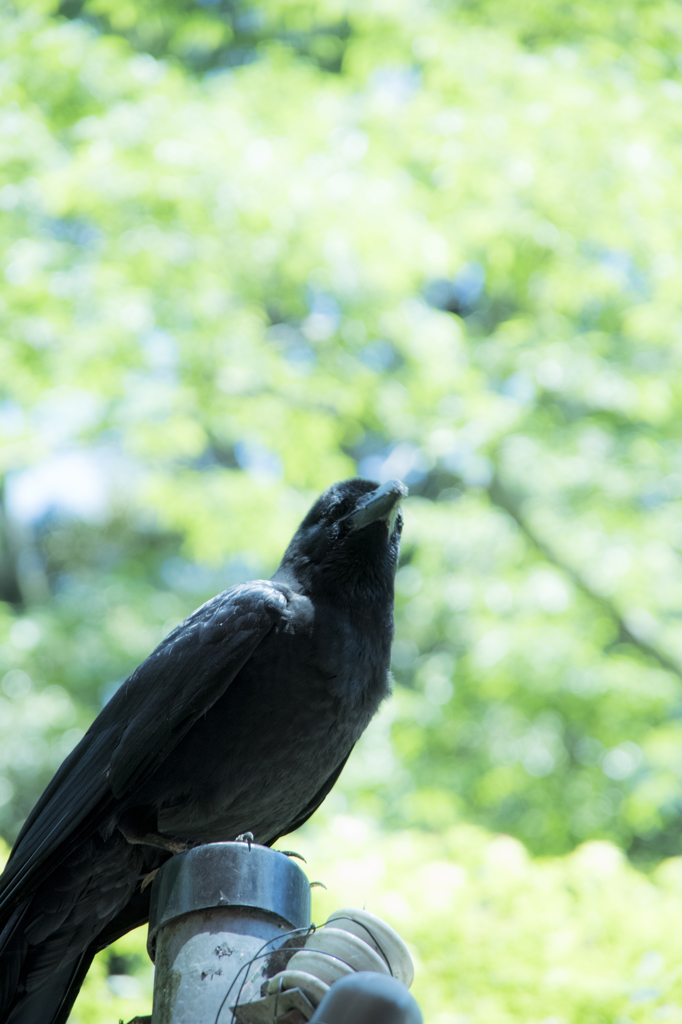 「山のカラス」