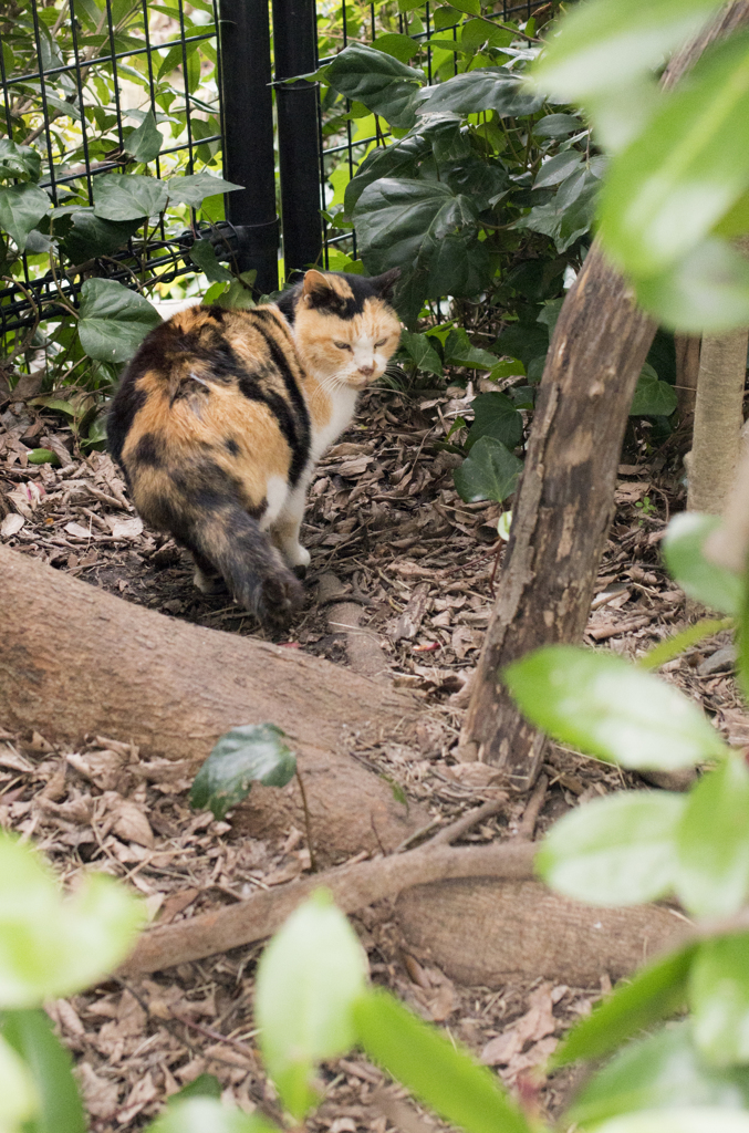 「隠れ家」　鴨川猫