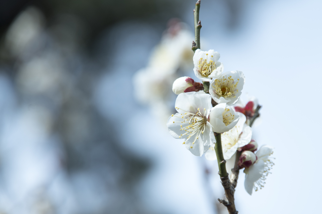 「早咲き」　　梅