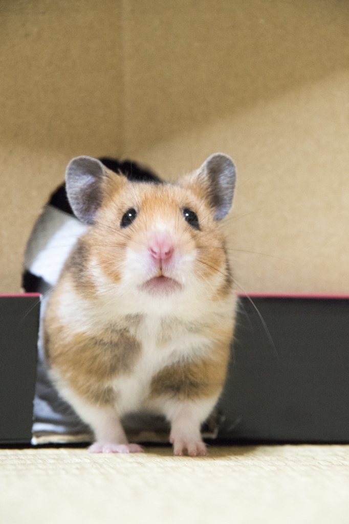 hello!