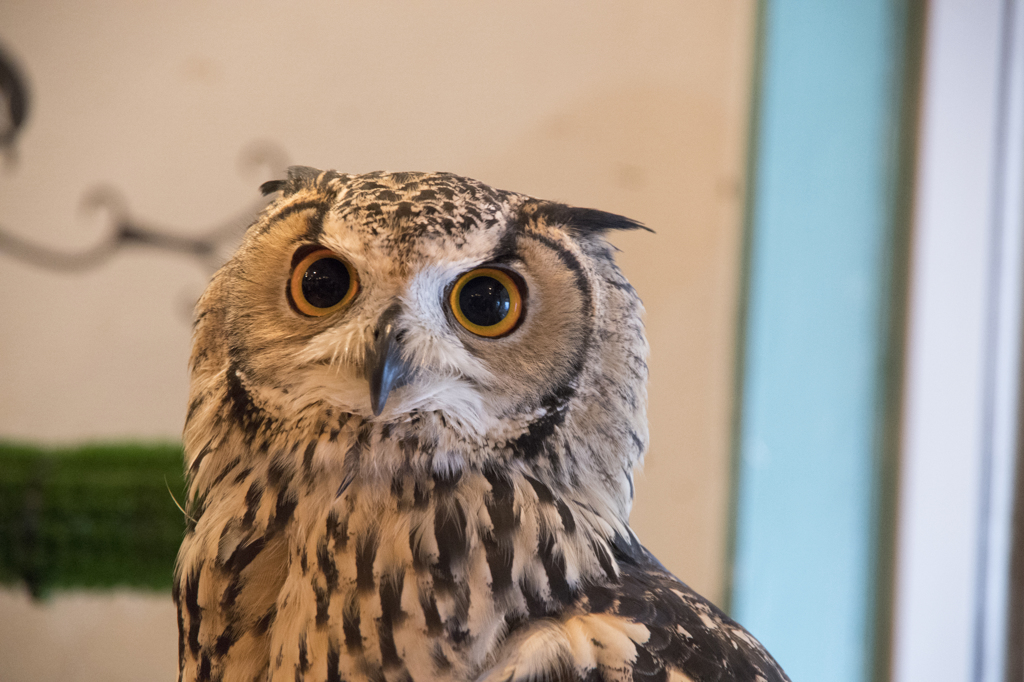 私はミミズクです。