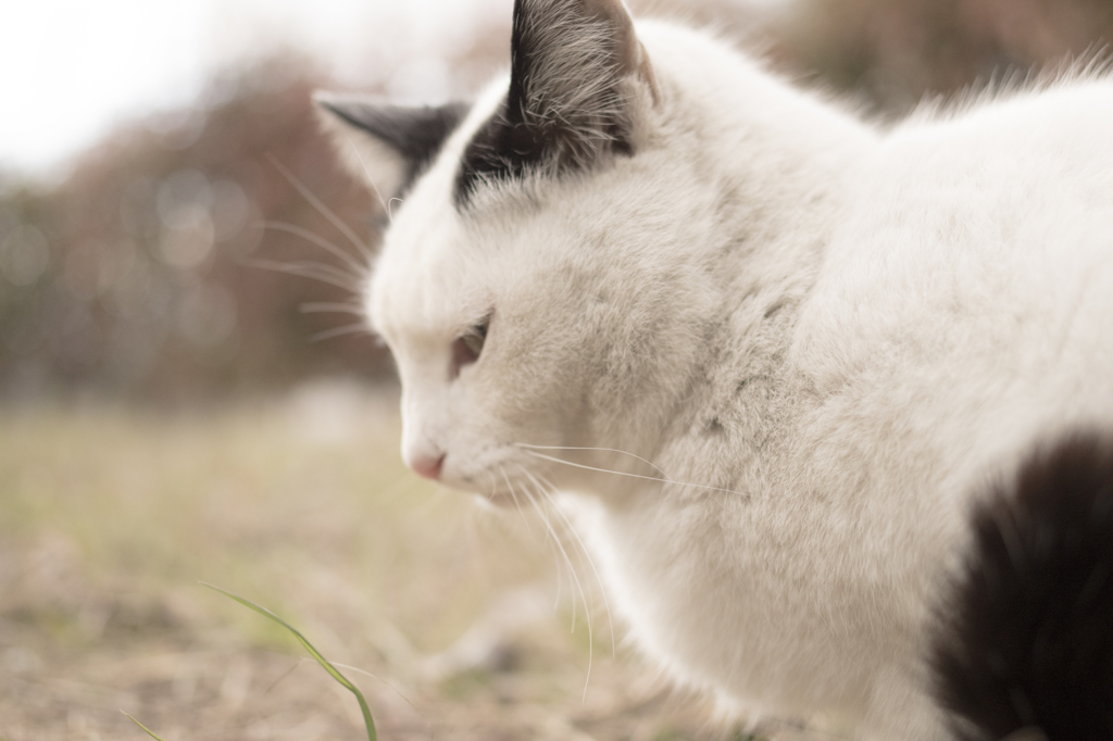 「思い馳せる」　猫写んぽ