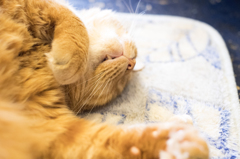 「ぐっすり」　猫