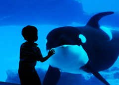 名古屋港水族館　シャチと子供