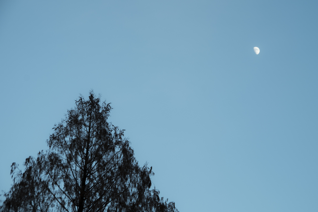 「夕月」　植物園151220