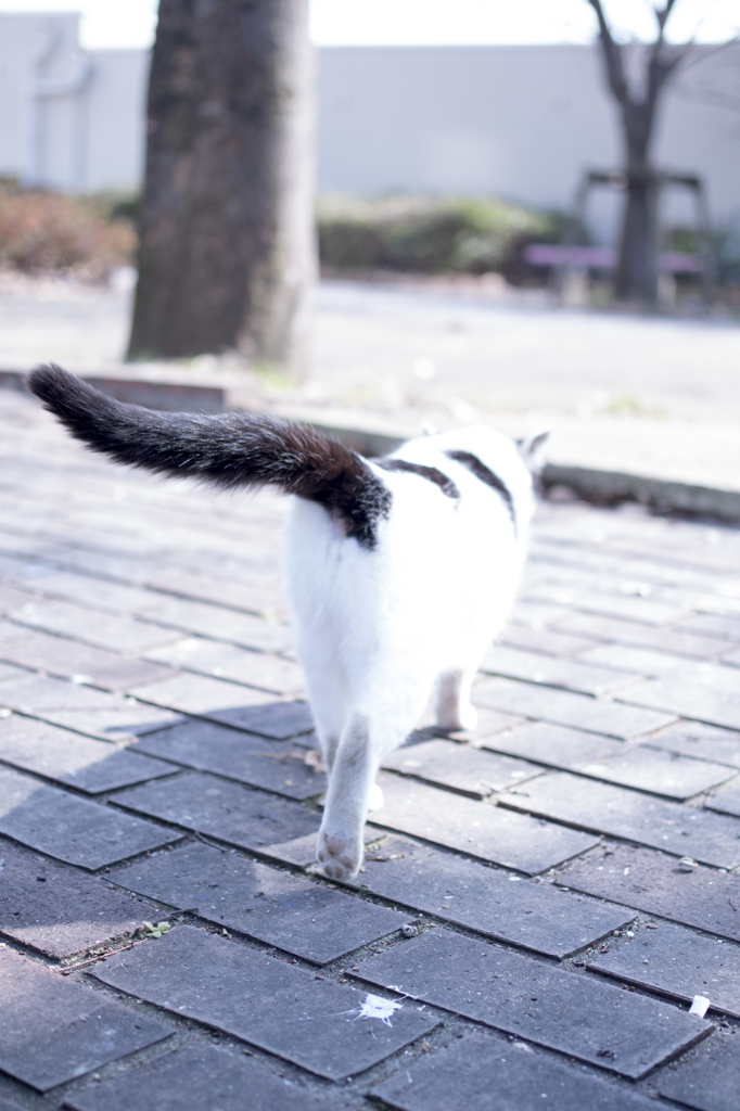 「颯爽と」　猫写んぽ