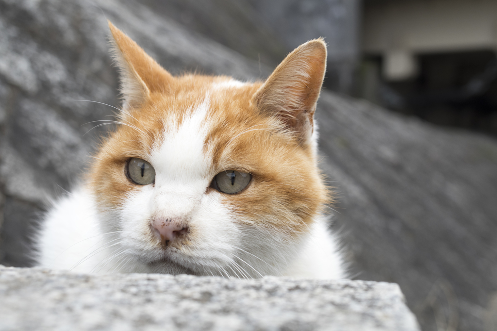 「ひょこっ」　鴨川猫