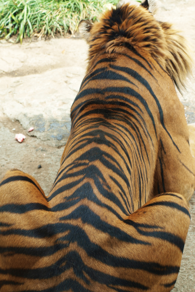 「虎柄」　上野動物園