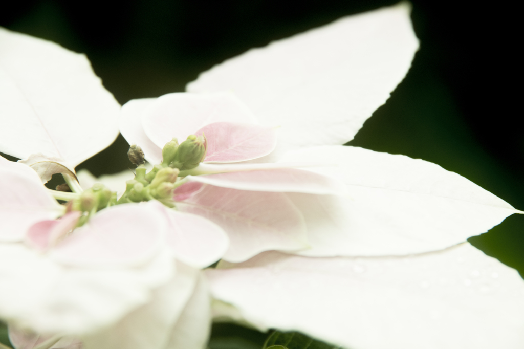 「浮かぶ白」　植物園