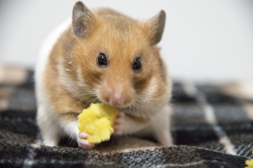 「芋食らう」　小麦