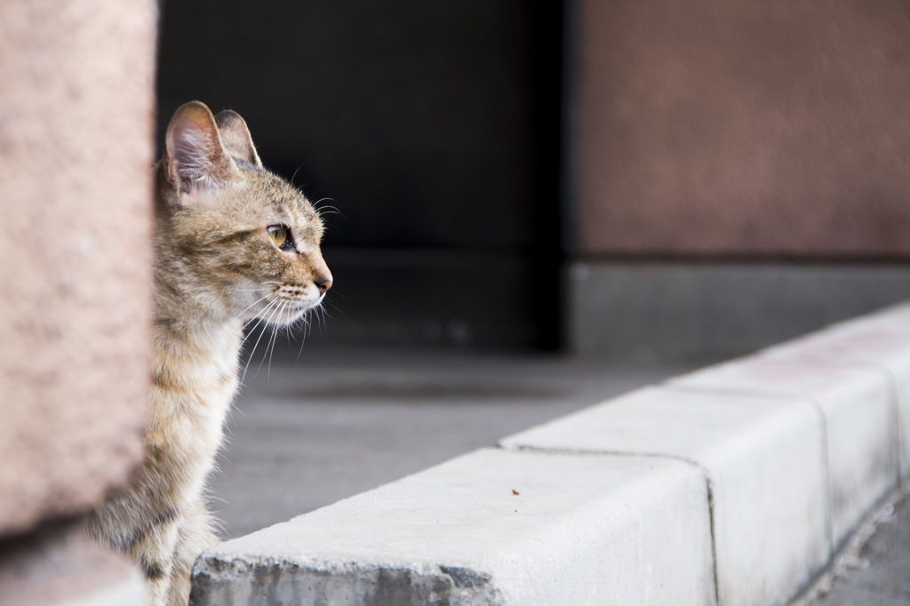 「Bar CAT」