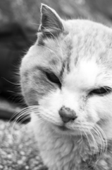 「モノクロ猫」　鴨川猫