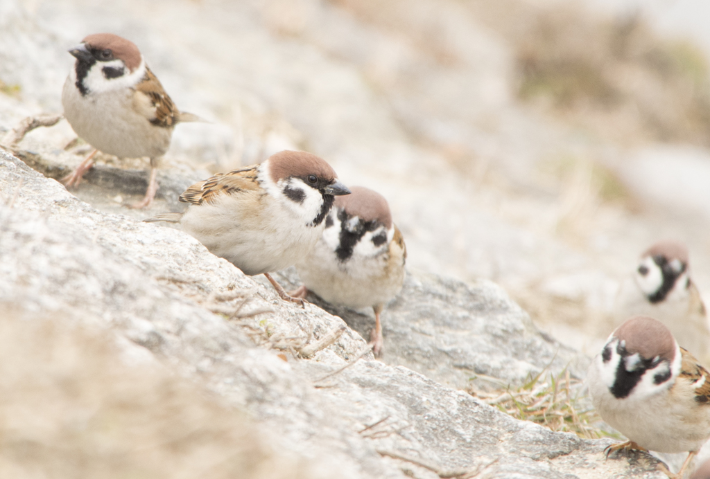 「雀③」　鴨川160123