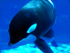 名古屋港水族館　シャチ