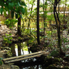 「森の中の川」　平安神宮