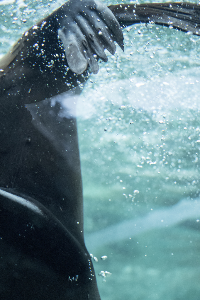 「尾っぽ」　京都水族館