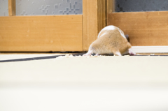 力強いハムケツ