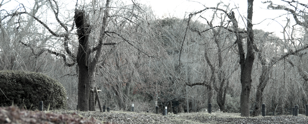 「枯」　植物園151220