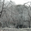 「枯」　植物園151220