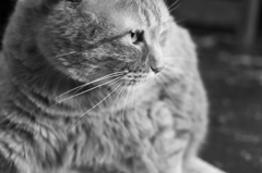 「起床」　cafe猫