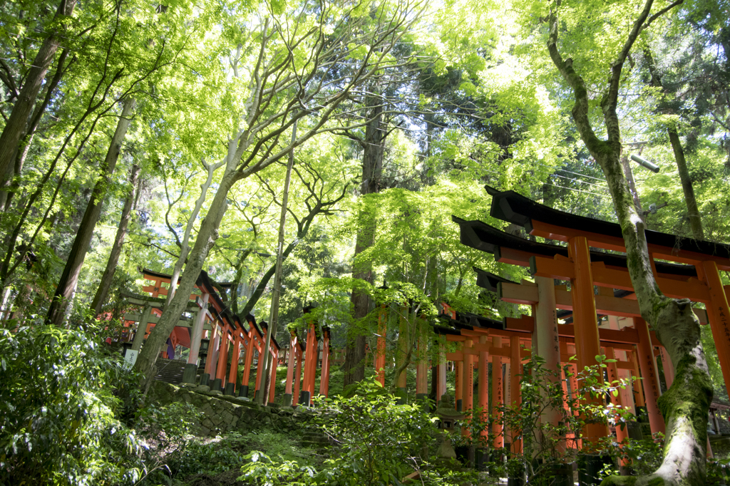 「鳥居ロード」