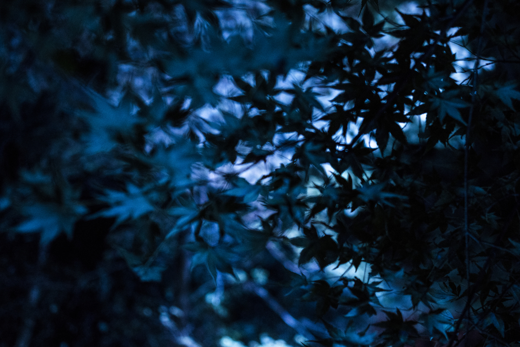 「もみじ池」