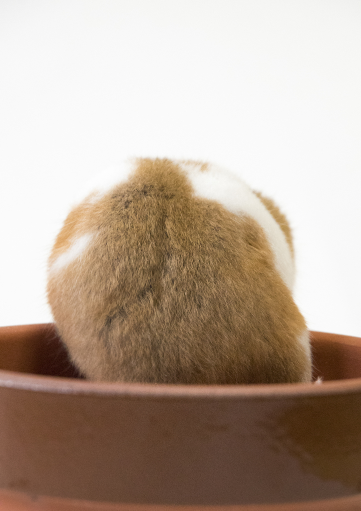 植木鉢からハムスター