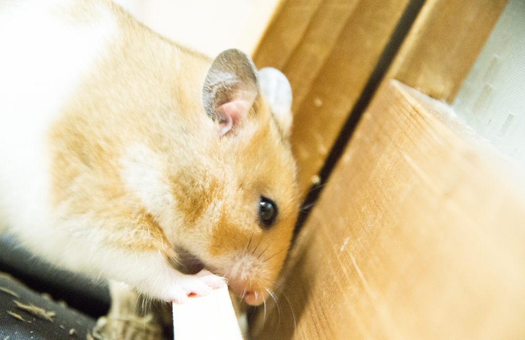 部屋んぽ中にかじり木カジカジ