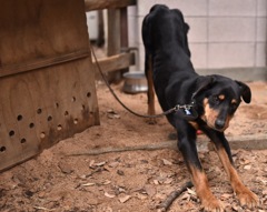 お犬様