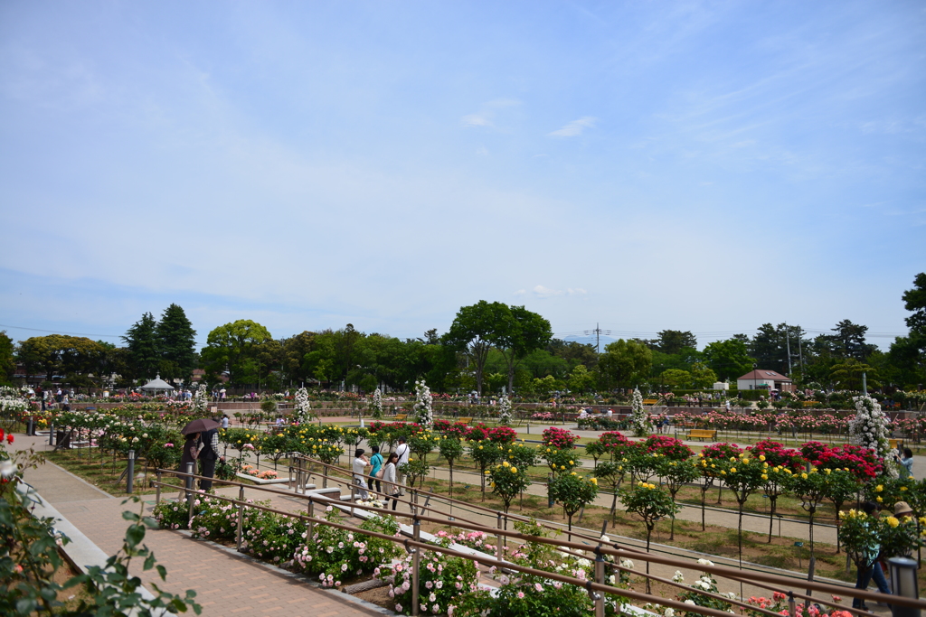 バラ園です