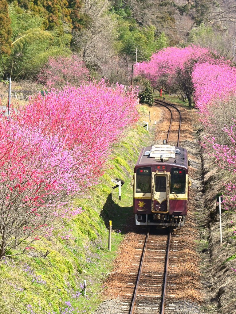 わてつ