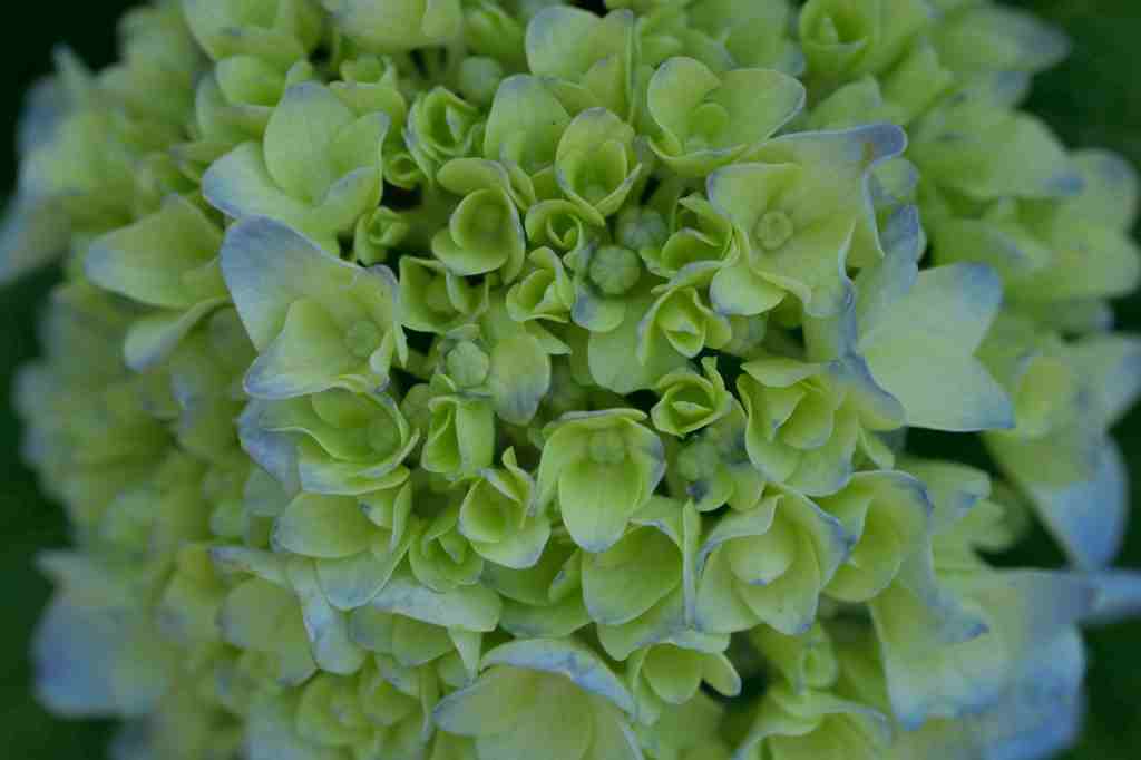 紫・陽・花