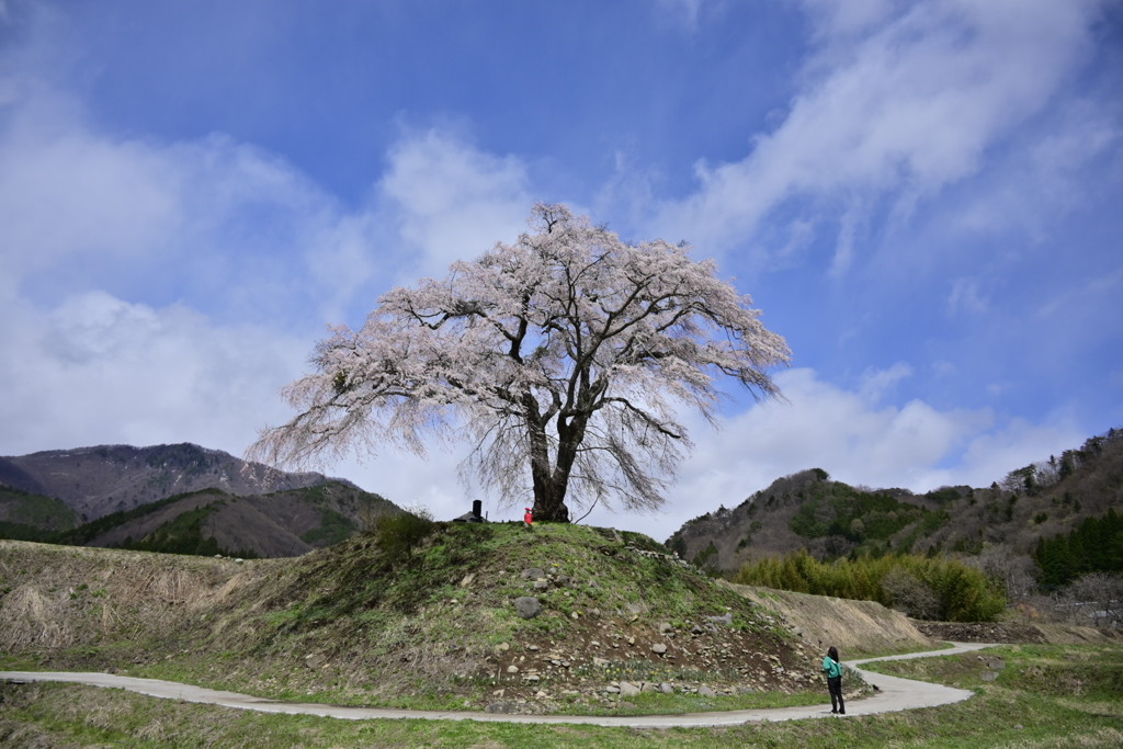 上発知の桜です