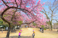 桜の下で遊ぼうよ