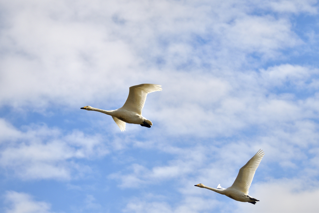 白鳥とんだ