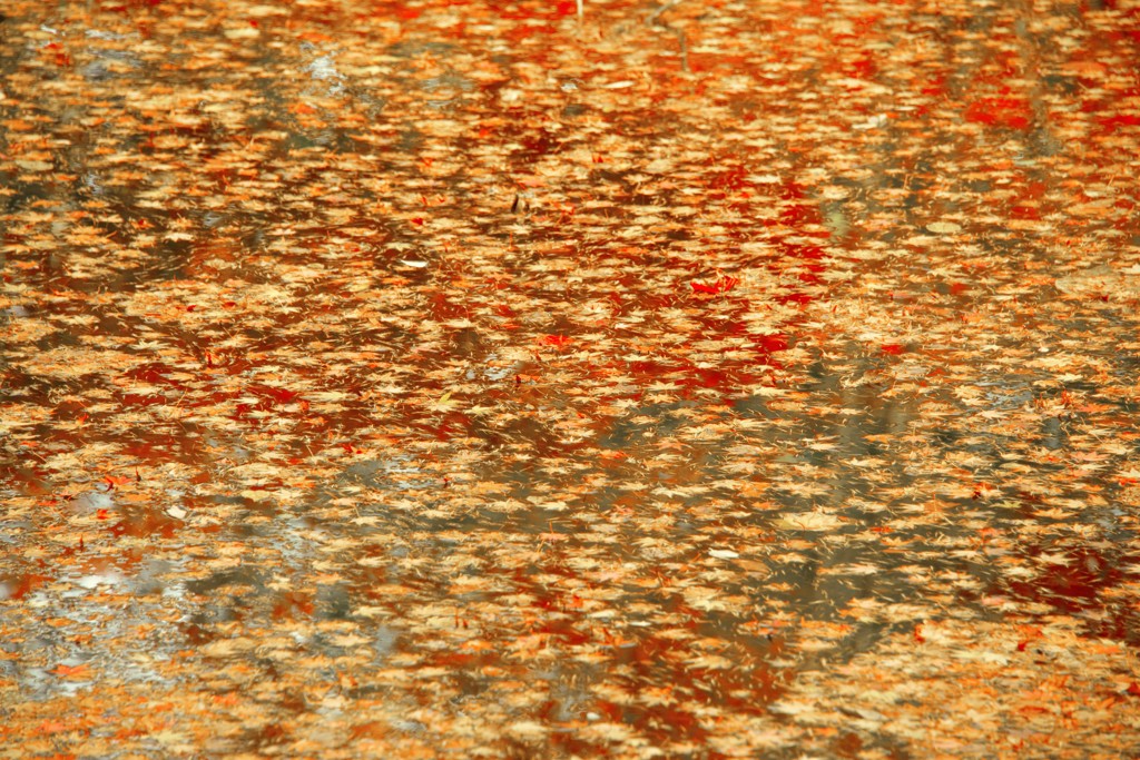 散り紅葉