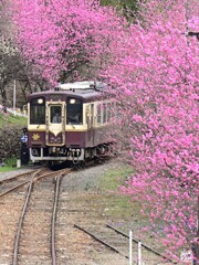 花桃電車