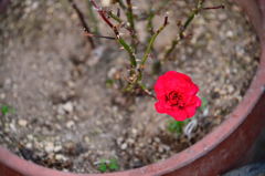 植木鉢の希望