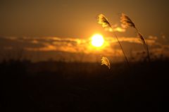 夕日に照らされ