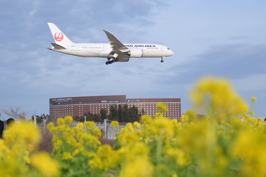 桜の代わりに